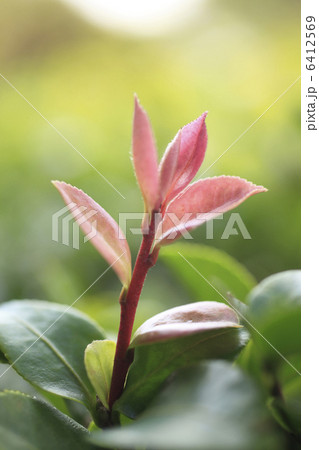 サザンカの新芽 サザンカの新芽 6412569