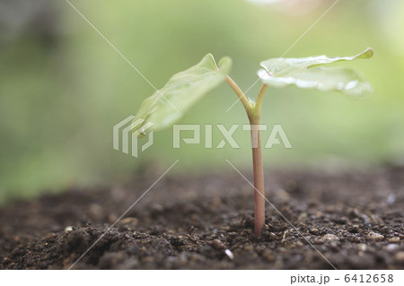 朝顔の新芽 6412658