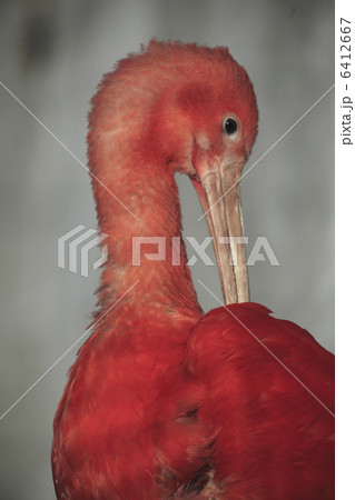 ショウジョウトキ 6412667