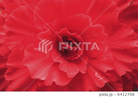 ベコニア ベコニア 6412706