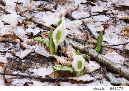 水芭蕉と雪 6412724
