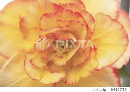 ベコニア 6412736