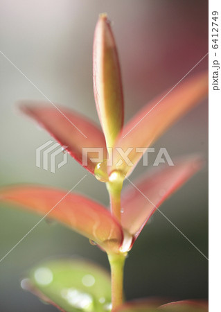 カナメモチの新芽 6412749