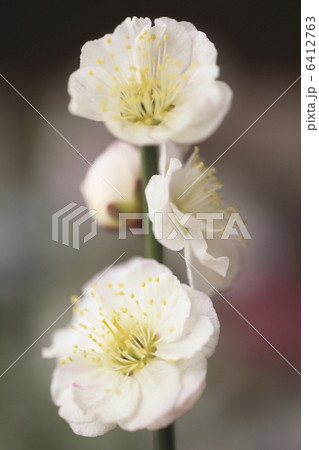 梅の花 梅の花 6412763