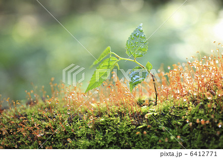 苔と新芽 苔と新芽 6412771