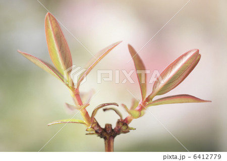 金糸梅の新芽 金糸梅の新芽 6412779