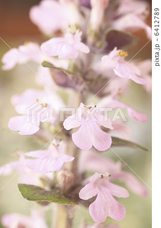 ジュウニヒトエの花 6412789