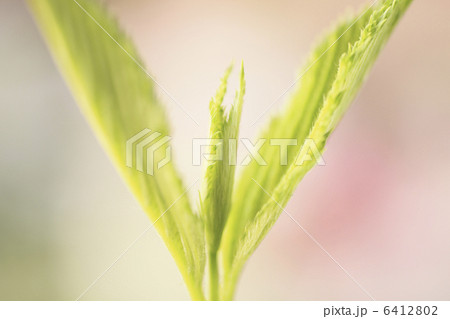芽吹き 6412802