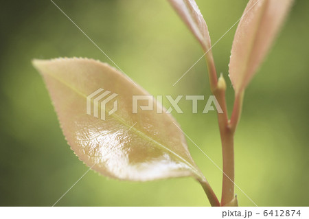 サザンカの新芽 6412874