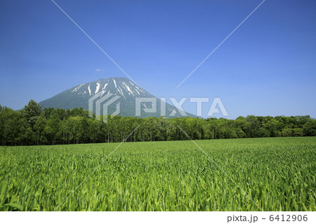 羊蹄山と畑 6412906