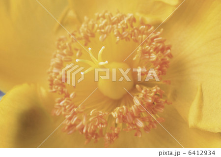 キンシバイ 6412934