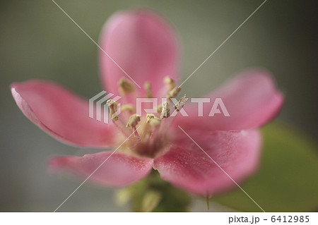 カリンの花 6412985