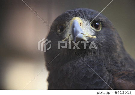 モモアカノスリ 6413012