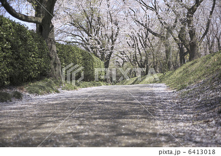 桜並木 6413018