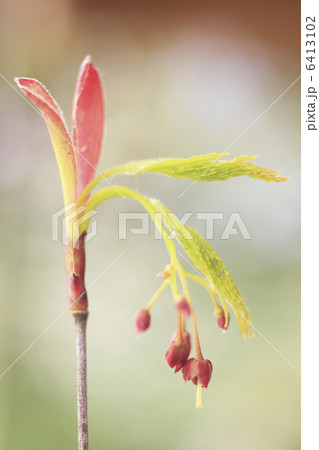 モミジの新芽 モミジの新芽 6413102