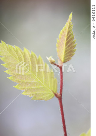 ケヤキの新芽 ケヤキの新芽 6413111