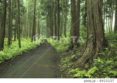 檜の並木と小道 6413137