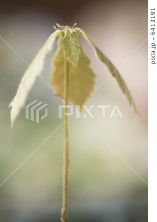 コナラの新芽 6413191