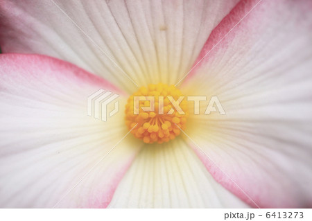 ベコニア 6413273