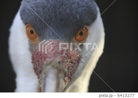 ホオカザリヅル 6413277