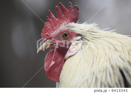 ニワトリ 6413343