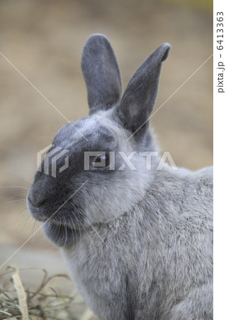 ウサギ ウサギ 6413363