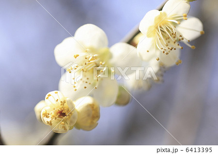 梅の花 6413395