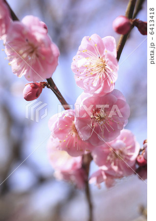 梅の花 6413418