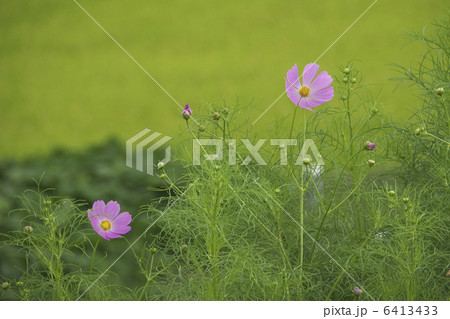 コスモス 6413433