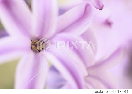 花ニラ 花ニラ 6413441