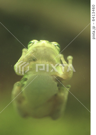 ニホンアマガエル ニホンアマガエル 6413460
