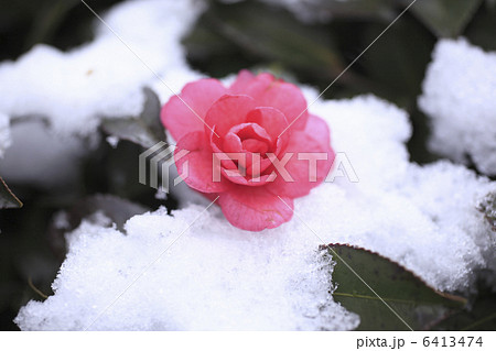 椿の花に新雪 6413474