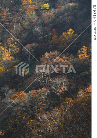 白糸の滝周辺の紅葉 6413478