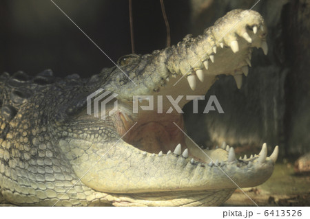 イリエワ二 6413526