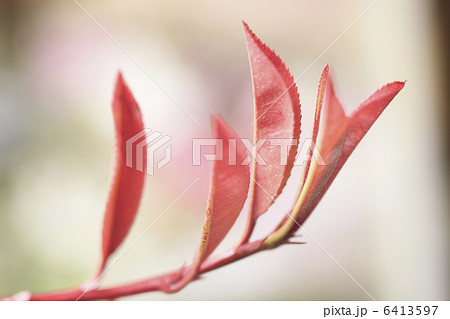 紅かなめの新芽 6413597