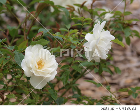 白い薔薇 白い薔薇 6413633