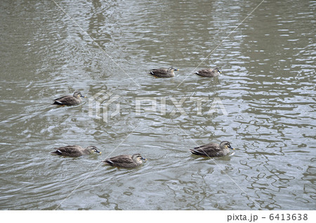 カルガモ（軽鴨）/所沢航空記念公園にて 6413638