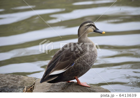 カルガモ(軽鴨)/所沢航空記念公園にて カルガモ(軽鴨)/所沢航空記念公園にて 6413639