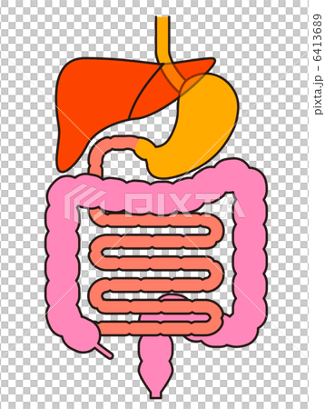 内臓消化器のイラスト素材