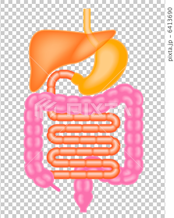 内臓消化器 6413690