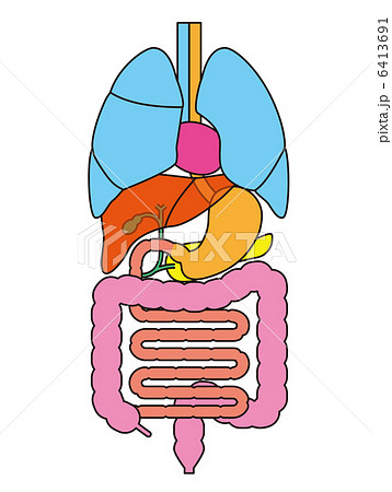 内臓の構造のイラスト素材