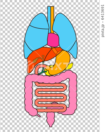 内臓の構造 内臓の構造 6413691