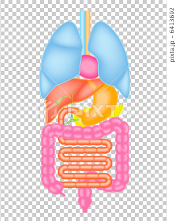 Structure of internal organs 6413692