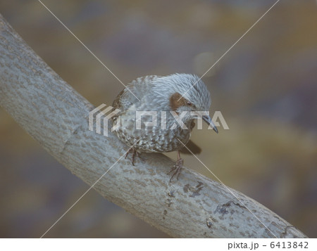 ヒヨドリ樹上右向き狙う ヒヨドリ樹上右向き狙う 6413842