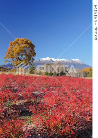 御岳山とコナラ 6414164