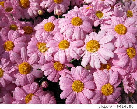 マーガレット マーガレット 6414380