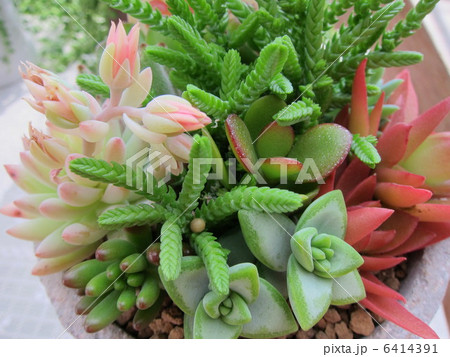 多肉植物 多肉植物 6414391