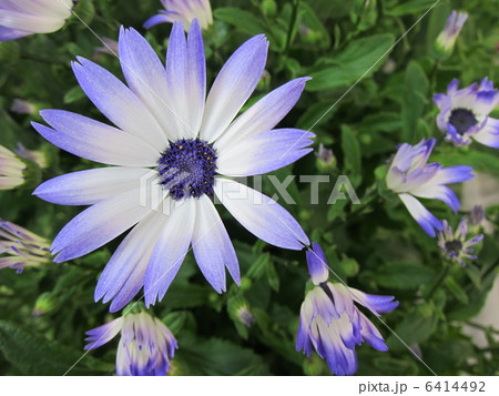 サイネリア 6414492