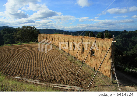 ハサ掛けの稲 ハサ掛けの稲 6414524
