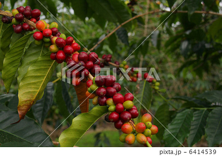 コーヒーの実 6414539